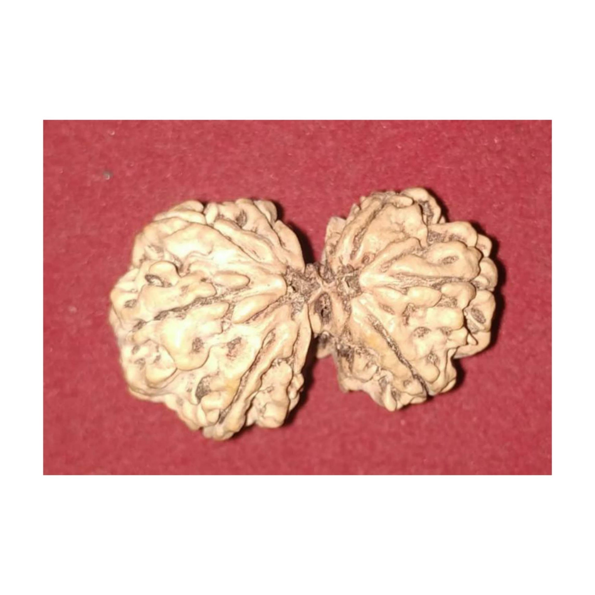 Rudraksha Mala with Gauri-Shankar bead image 2